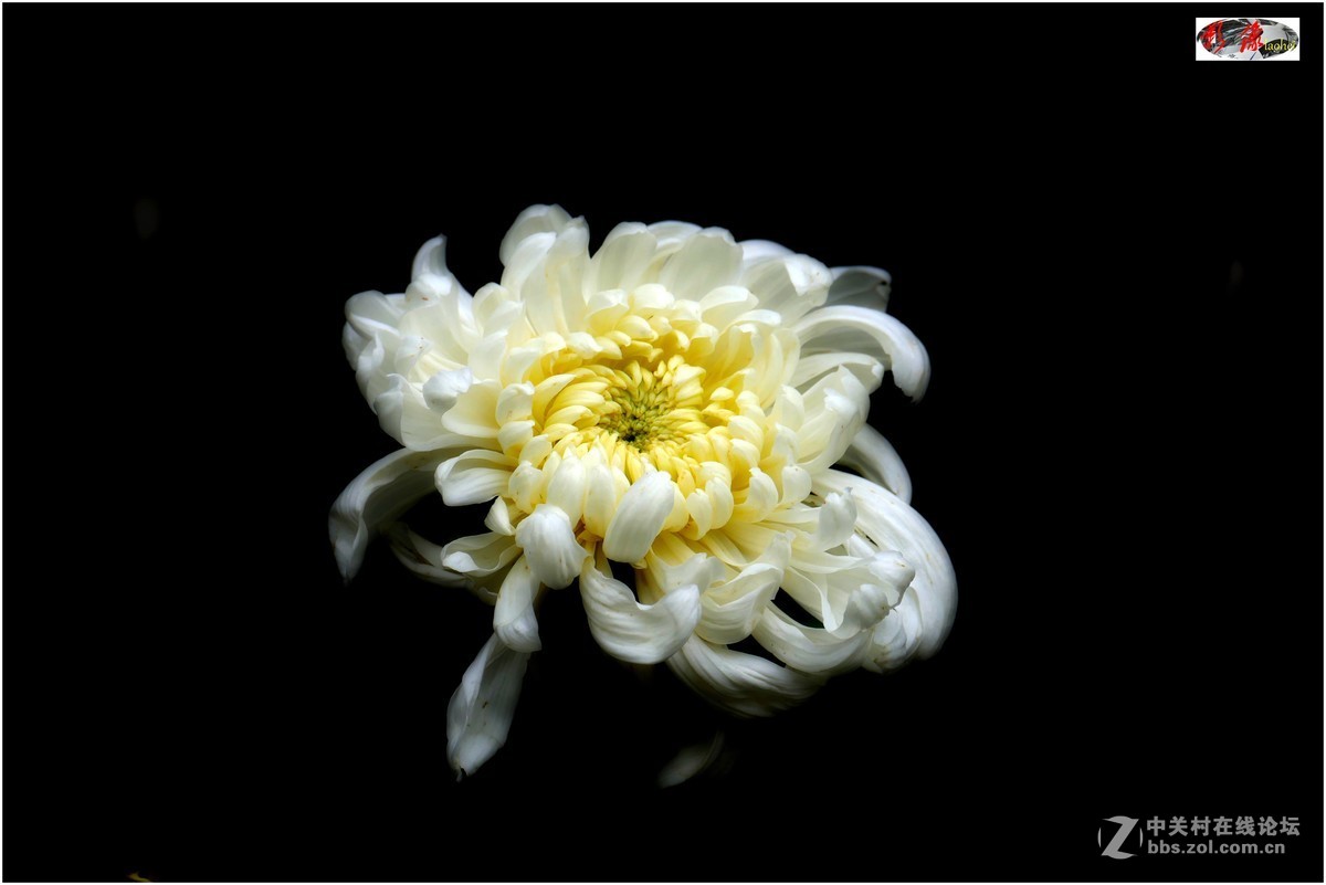 菊展－文化公園