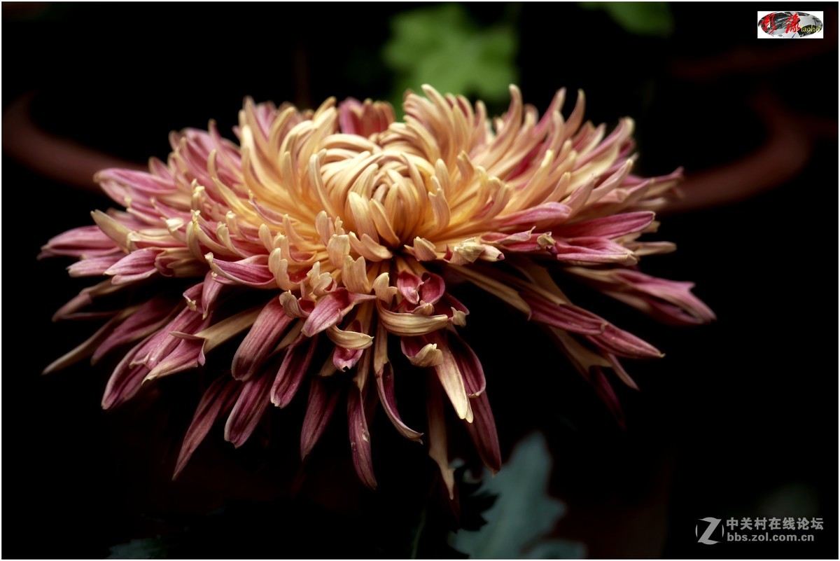 菊展－文化公園