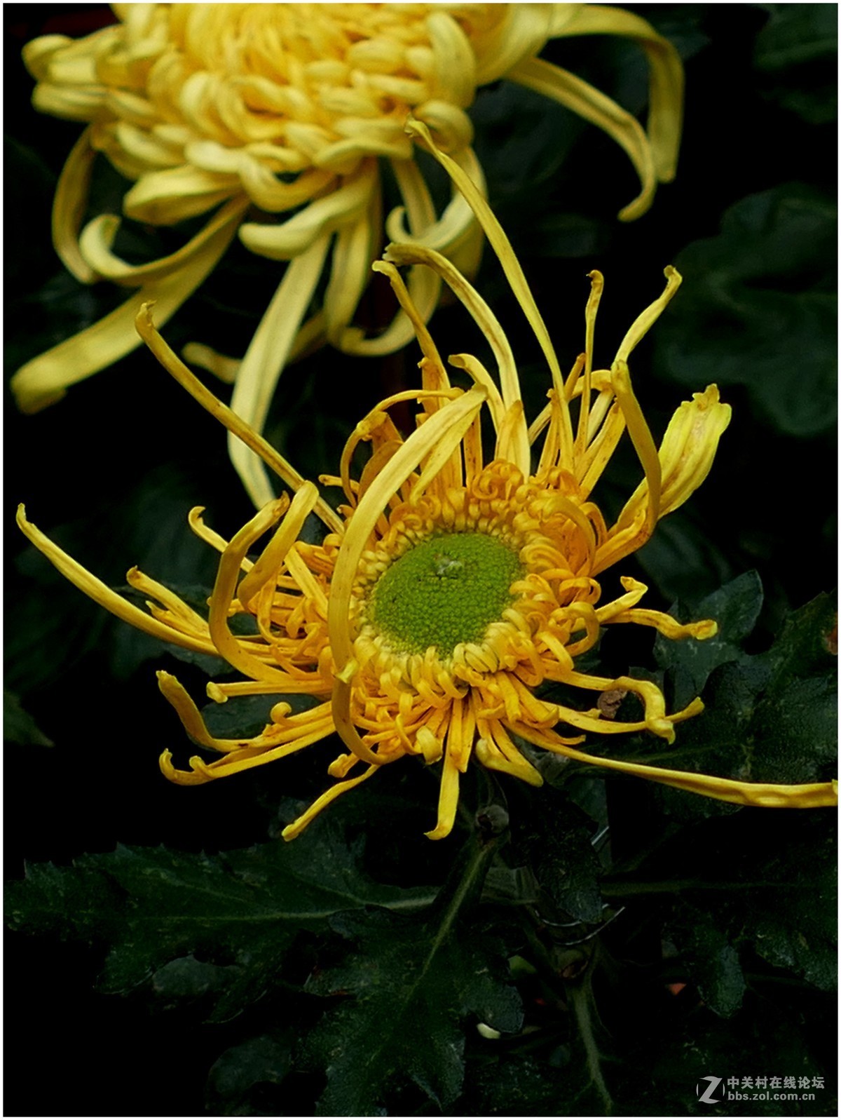 菊展－文化公園