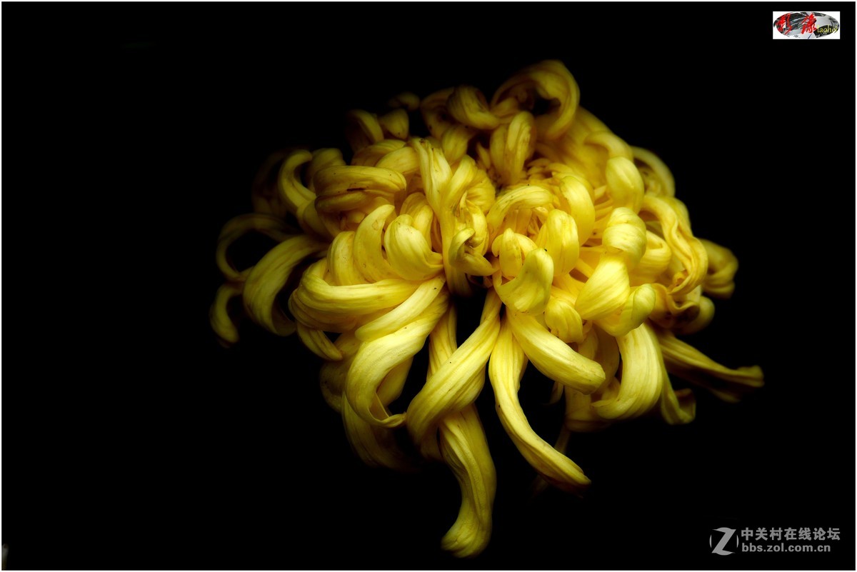 菊展－文化公園