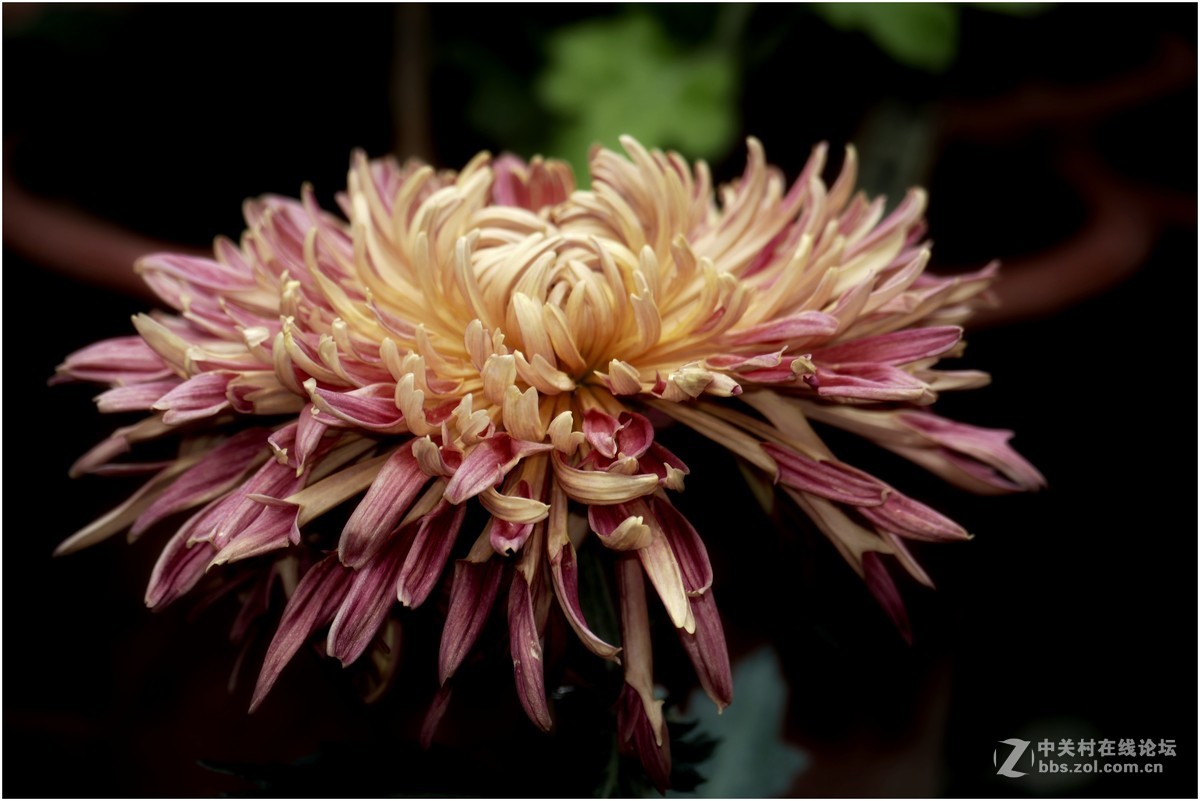 菊展－文化公園