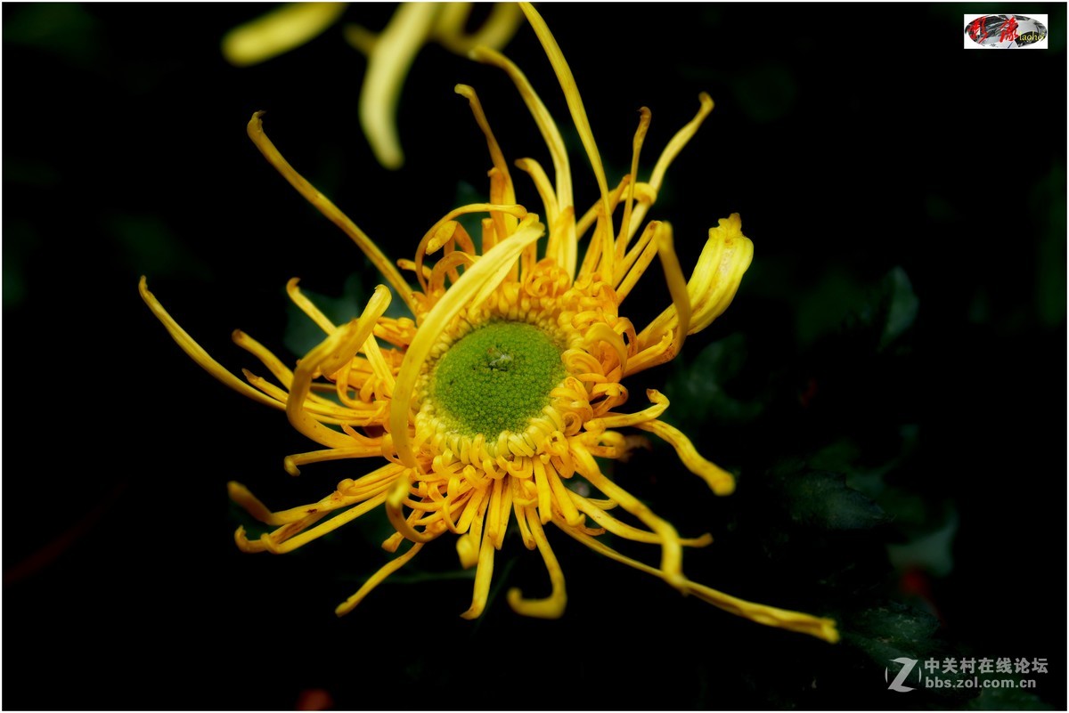 菊展－文化公園