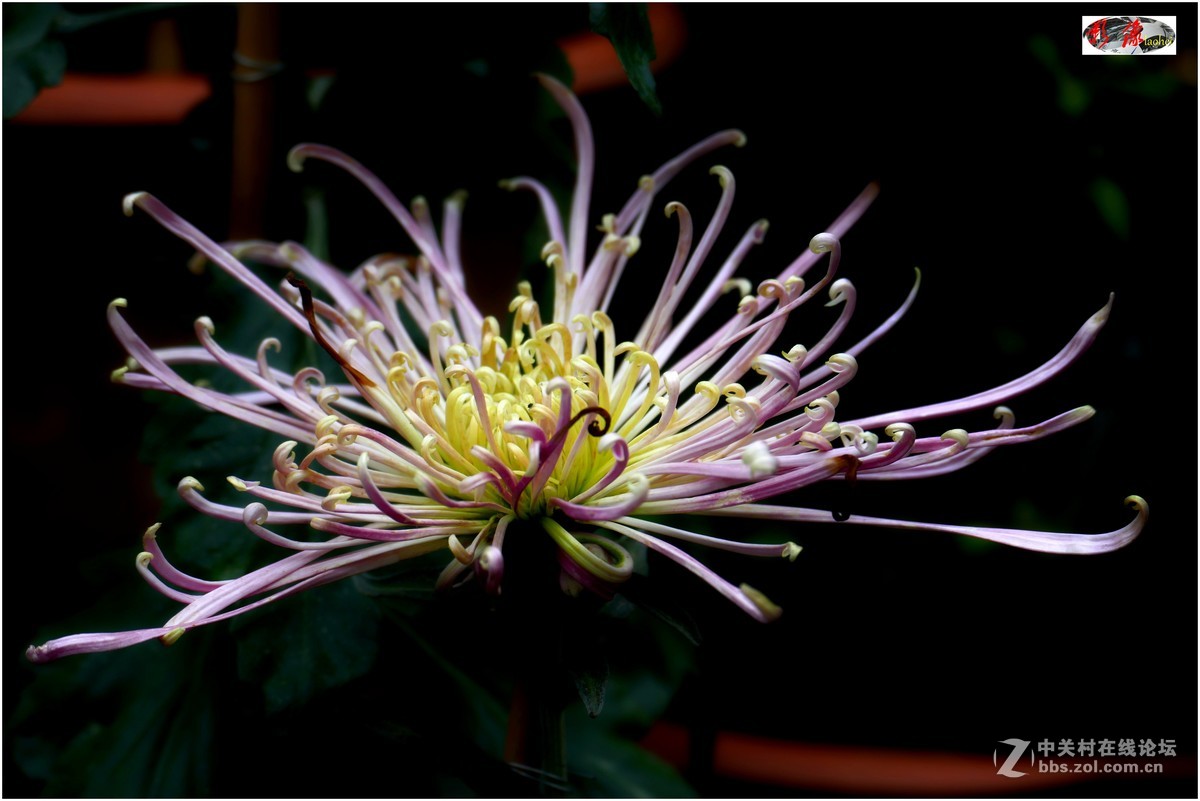 菊展－文化公園