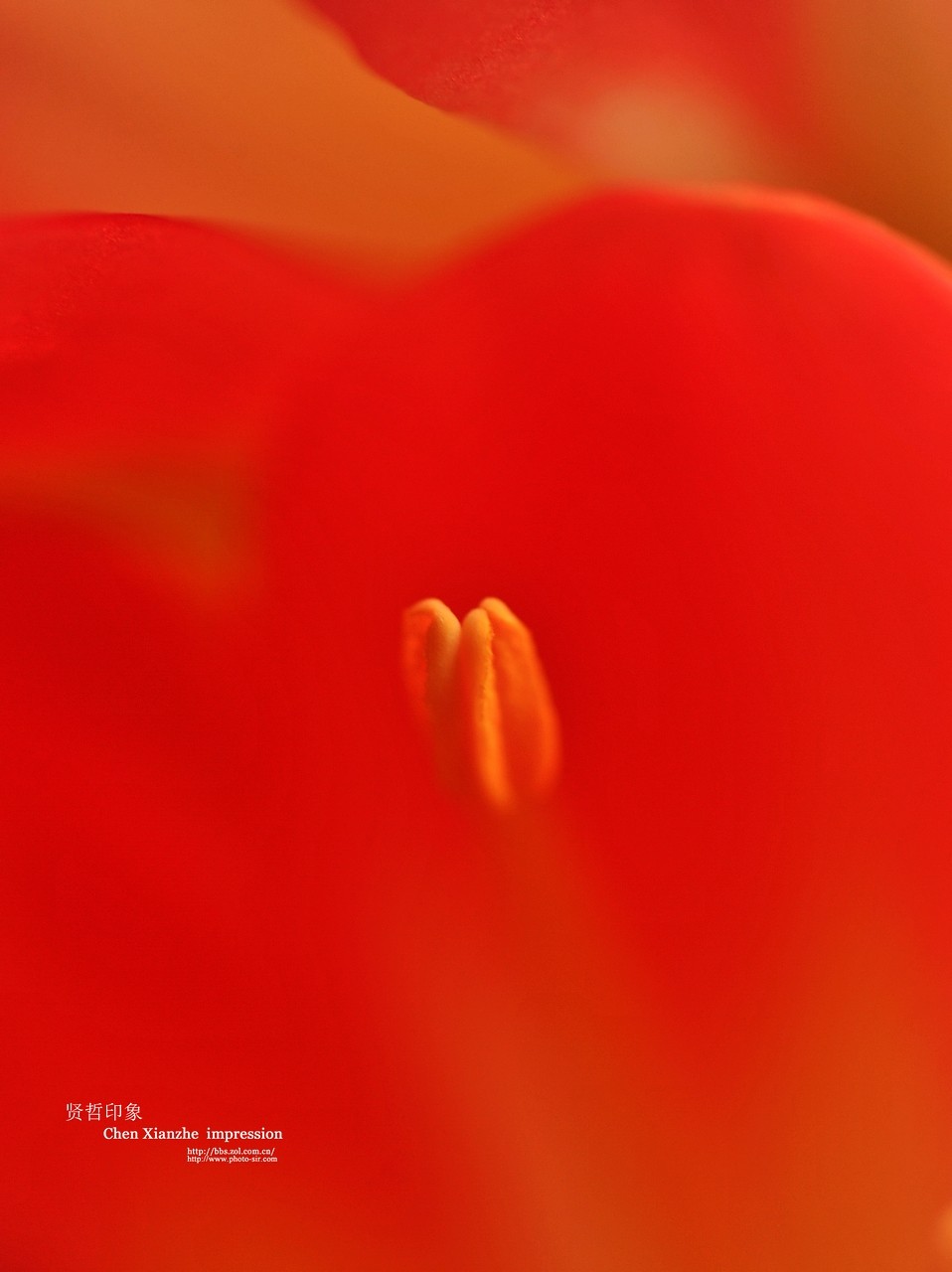 ----【 火 红 的 正 月 】----