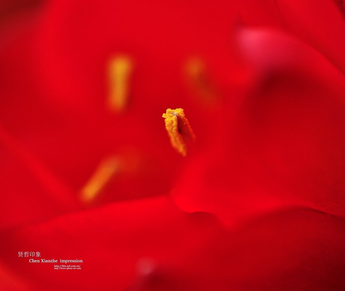 ----【 火 红 的 正 月 】----