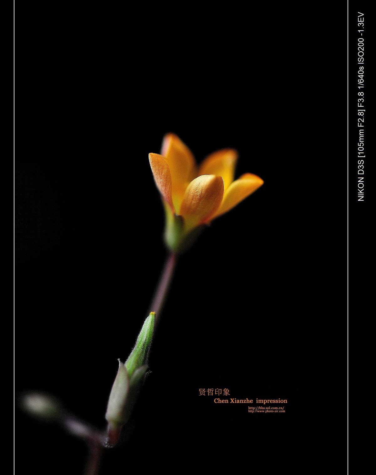 ----【 火 红 的 正 月 】----