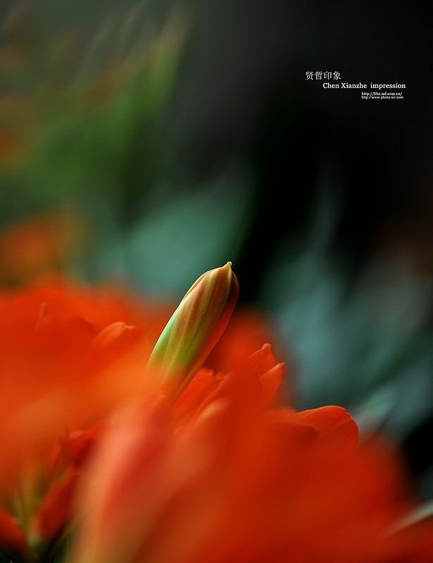 ----【 火 红 的 正 月 】----