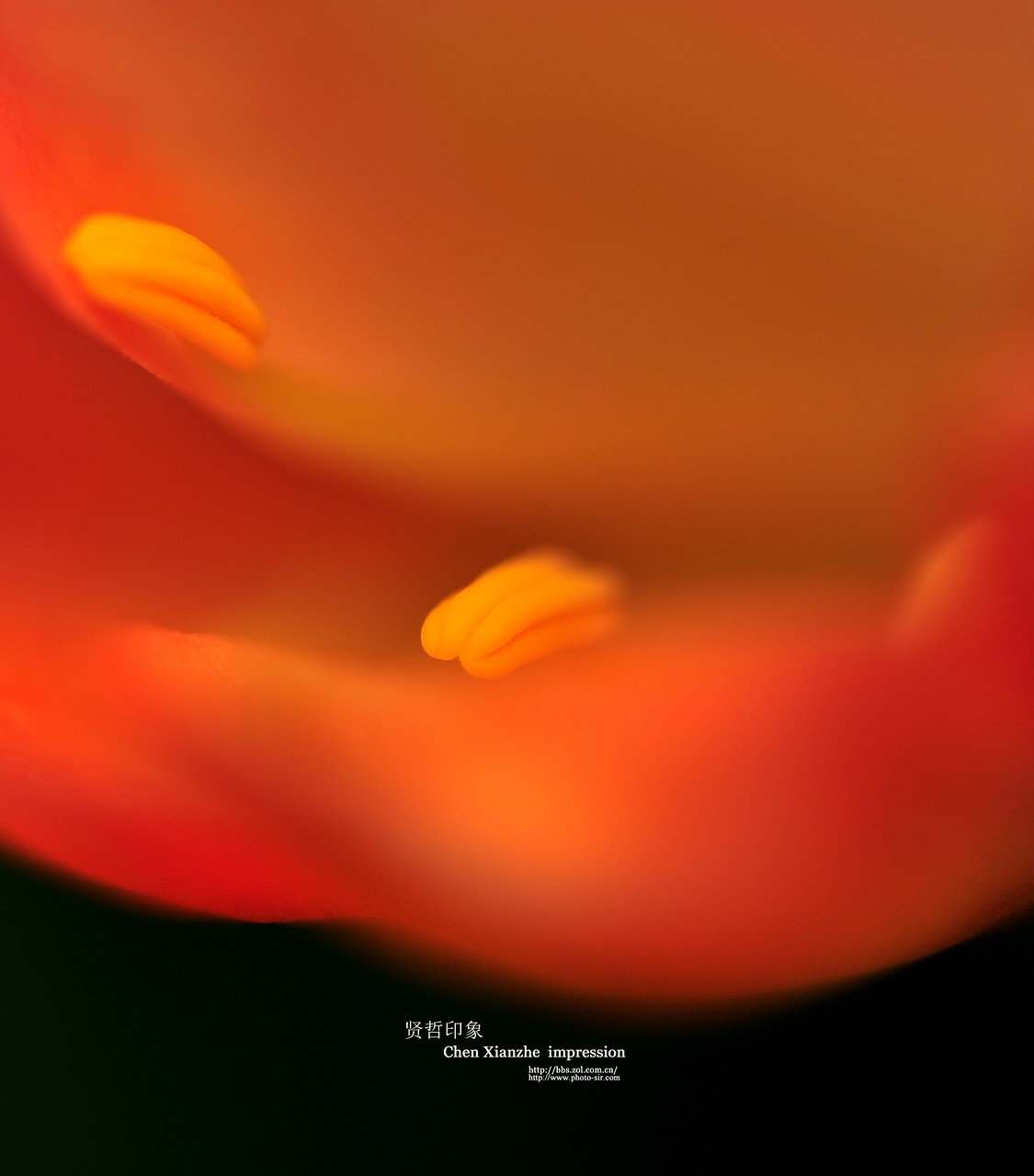 ----【 火 红 的 正 月 】----