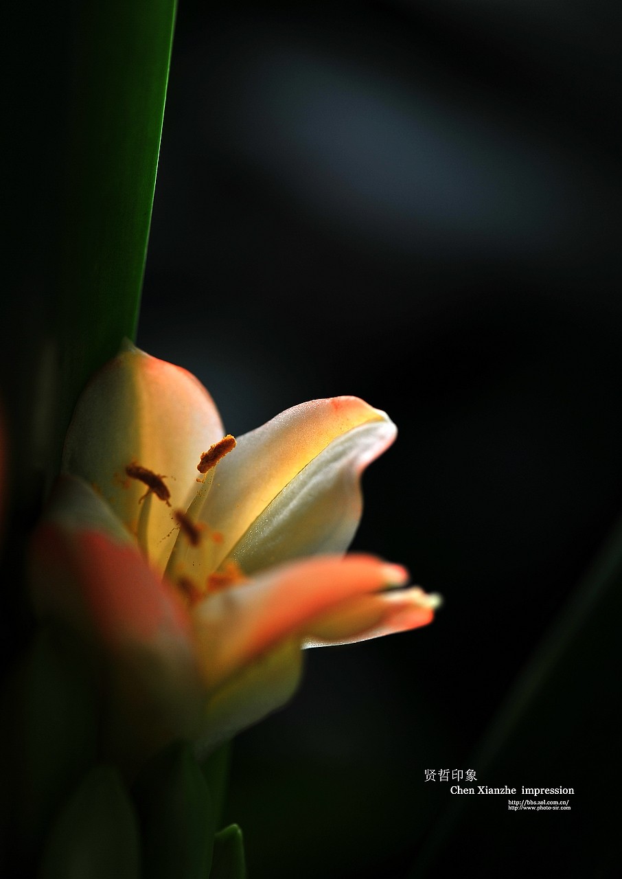 ----【 火 红 的 正 月 】----