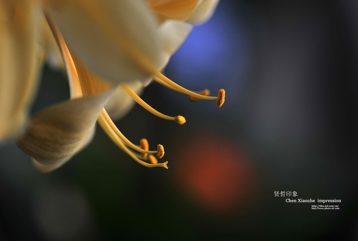 ----【 火 红 的 正 月 】----