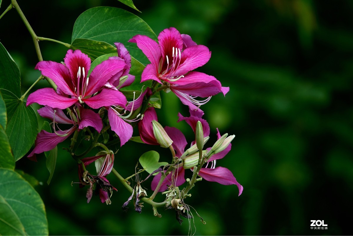 红花羊蹄甲洋紫荆十三
