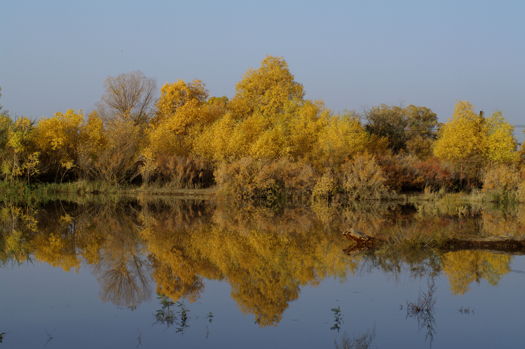 额济纳旗 金黄的胡杨