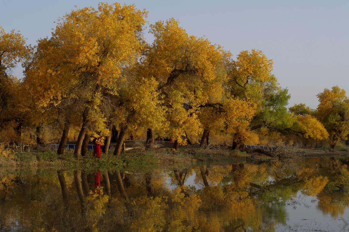 额济纳旗 金黄的胡杨