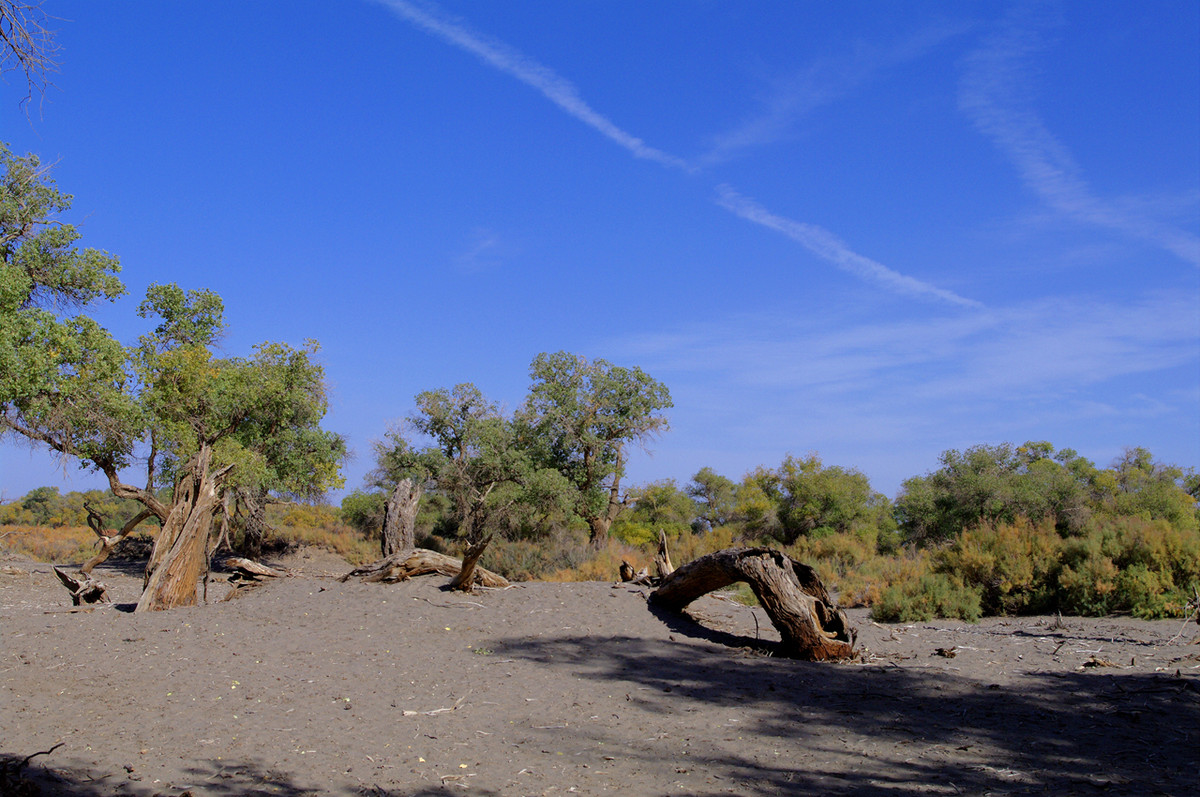 额济纳旗 金黄的胡杨