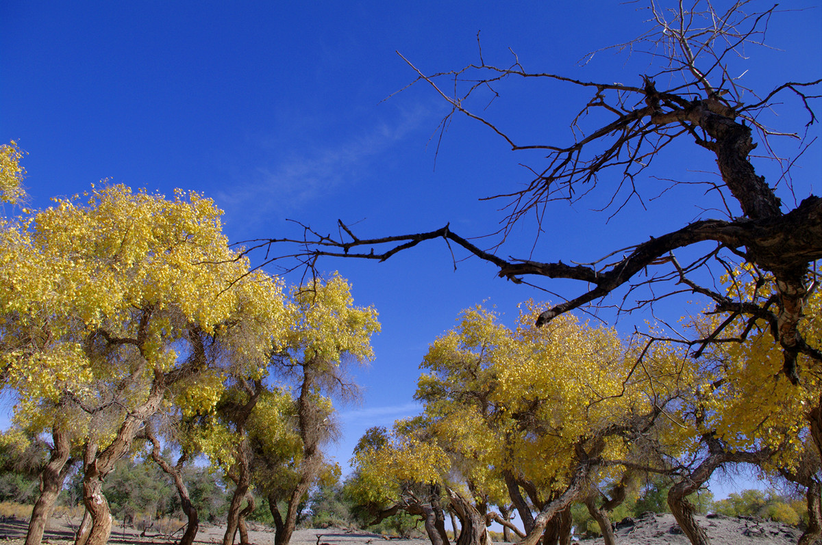 额济纳旗 金黄的胡杨