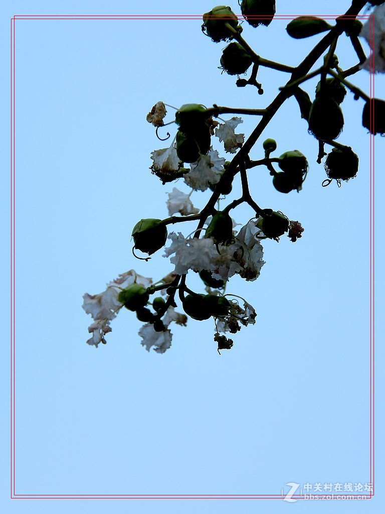 紫薇花