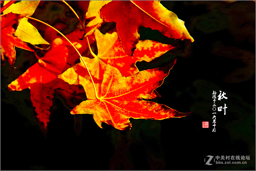 【  秋 叶  】（2）