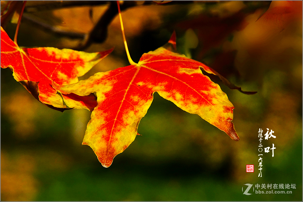 【  秋 叶  】（2）