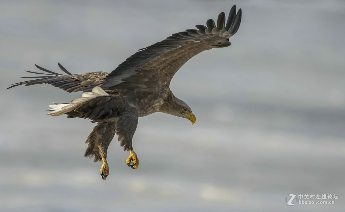 白尾海雕在大连