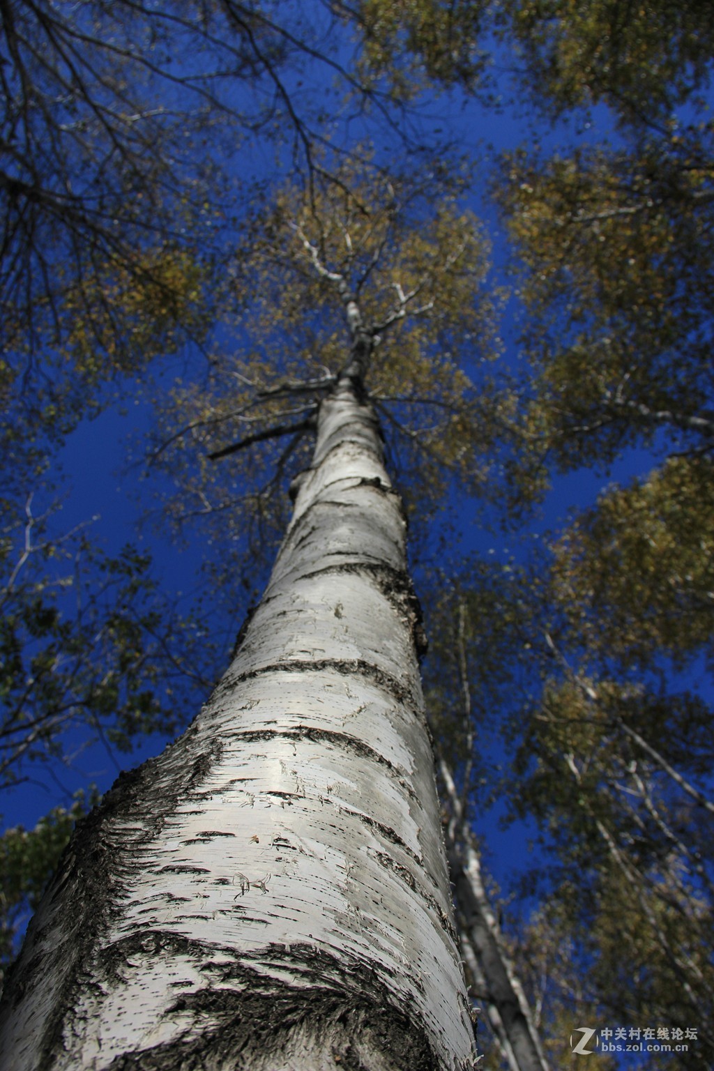 高大的白桦林树