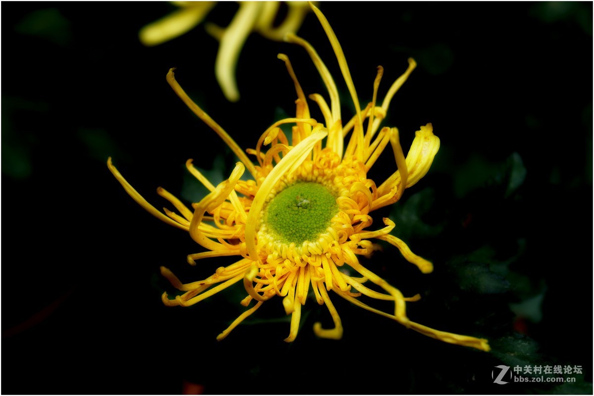 菊展－文化公園