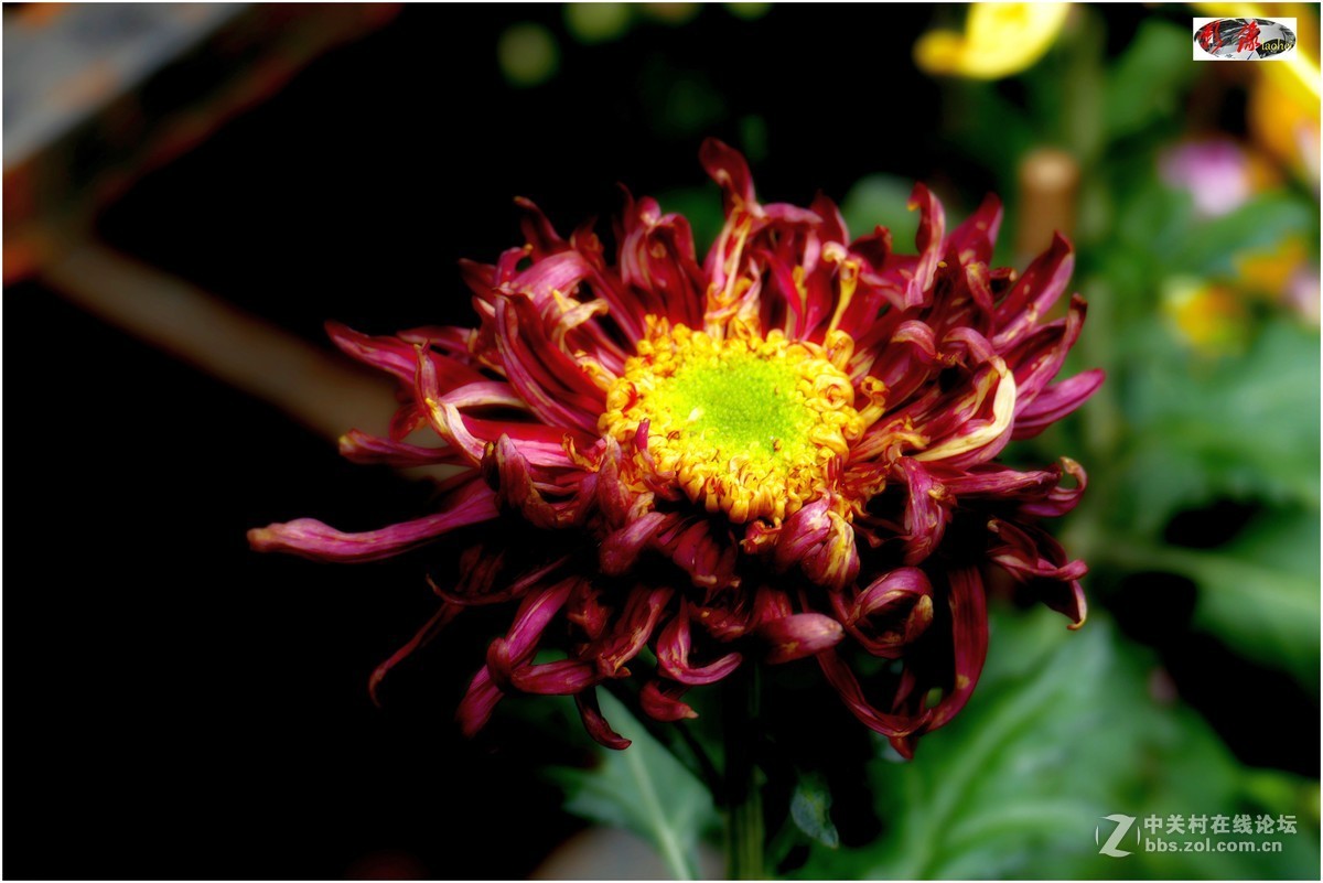 菊展－文化公園