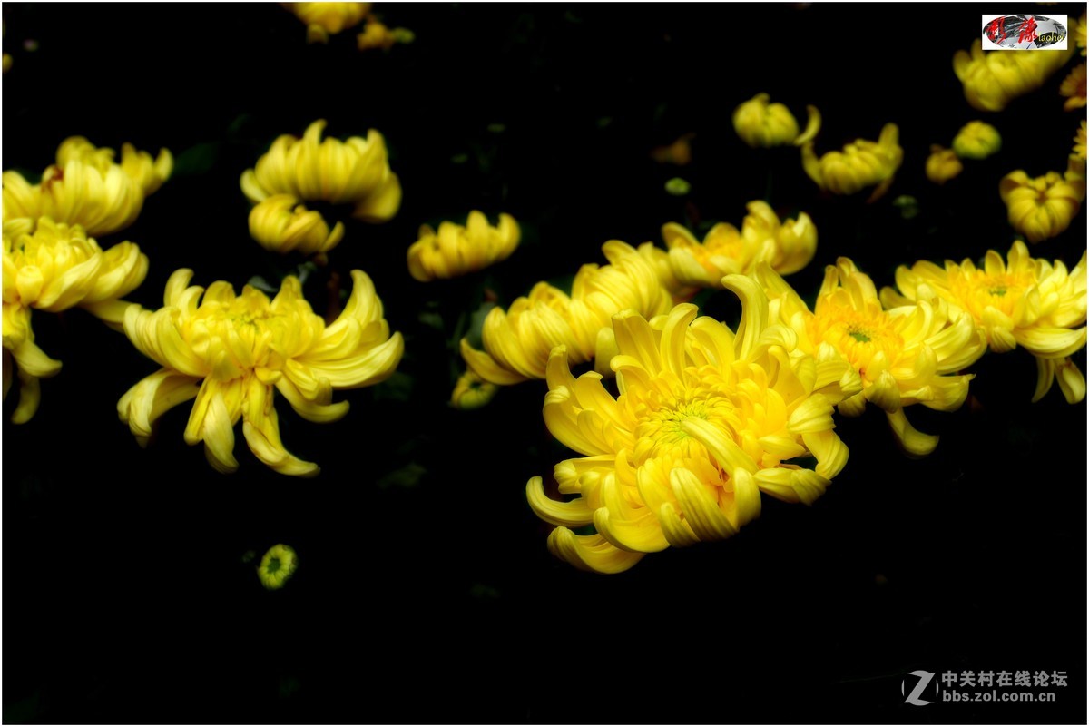 菊展－文化公園