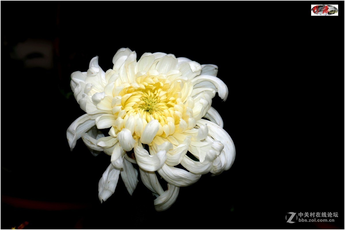 菊展－文化公園