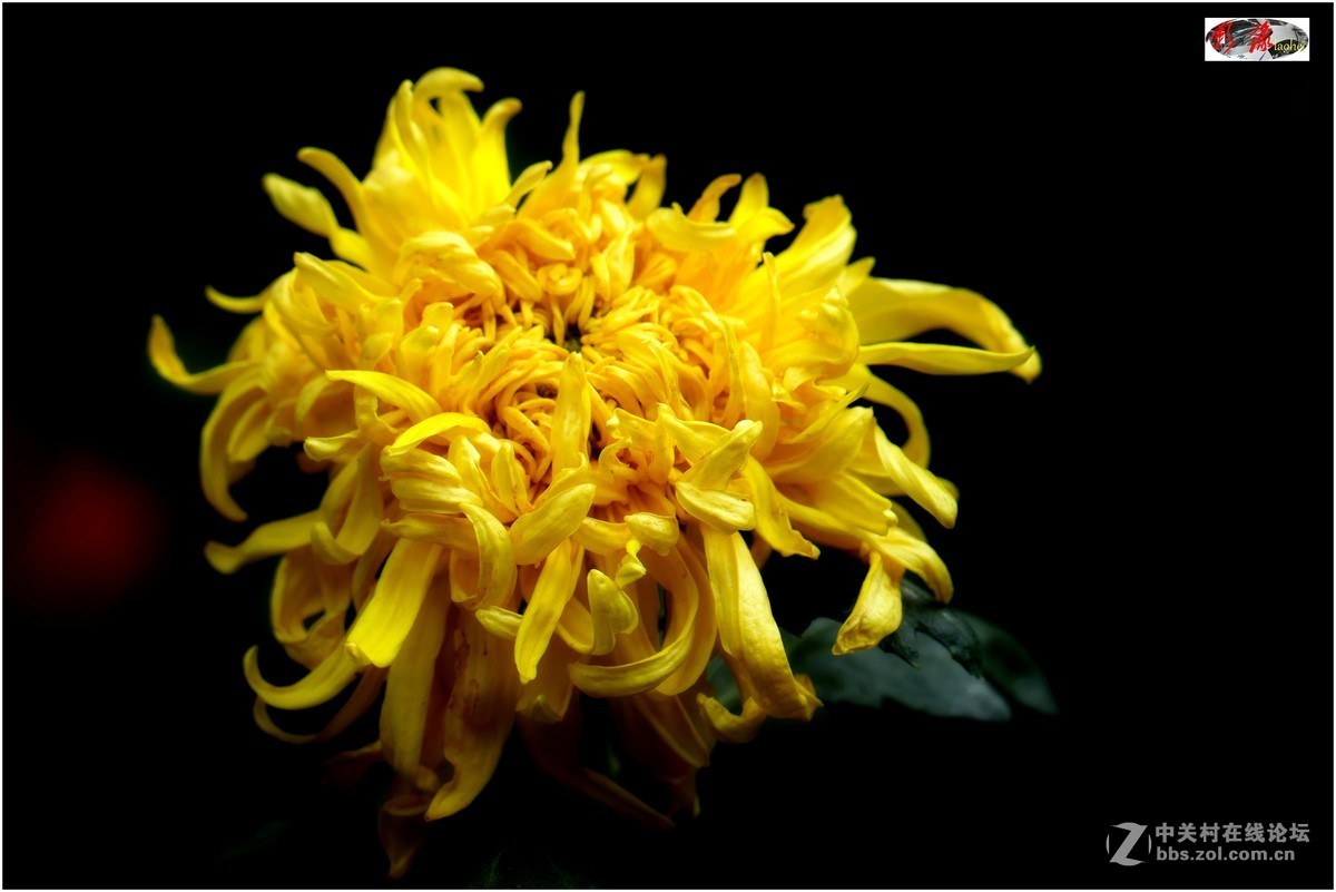 菊展－文化公園