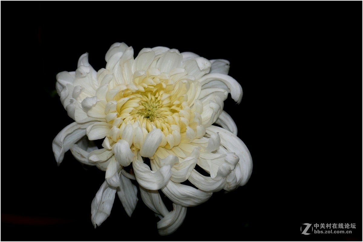 菊展－文化公園