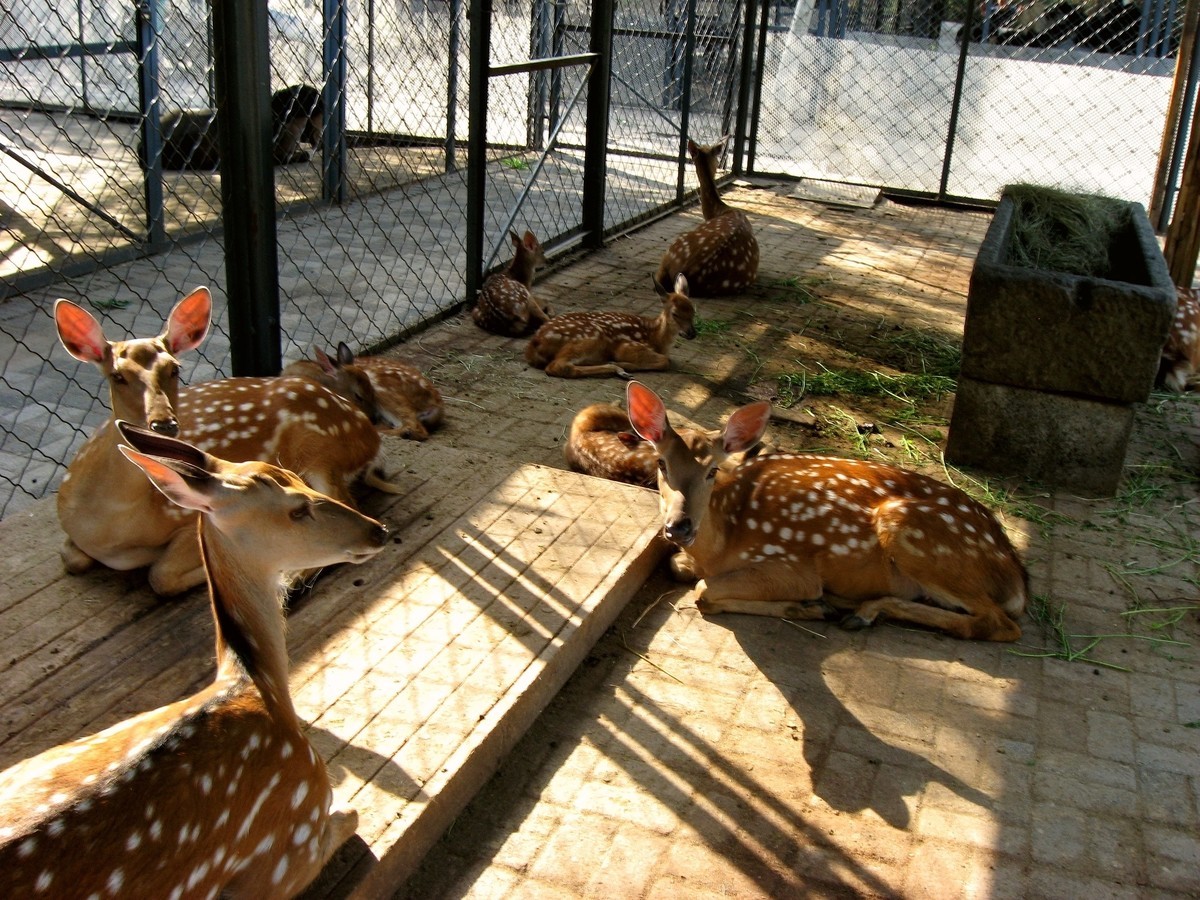 长白岛森林公园动物园