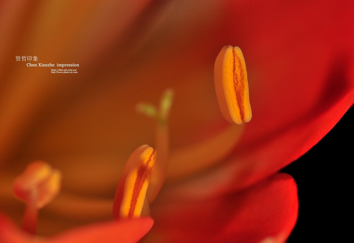 ----【 火 红 的 正 月 】----