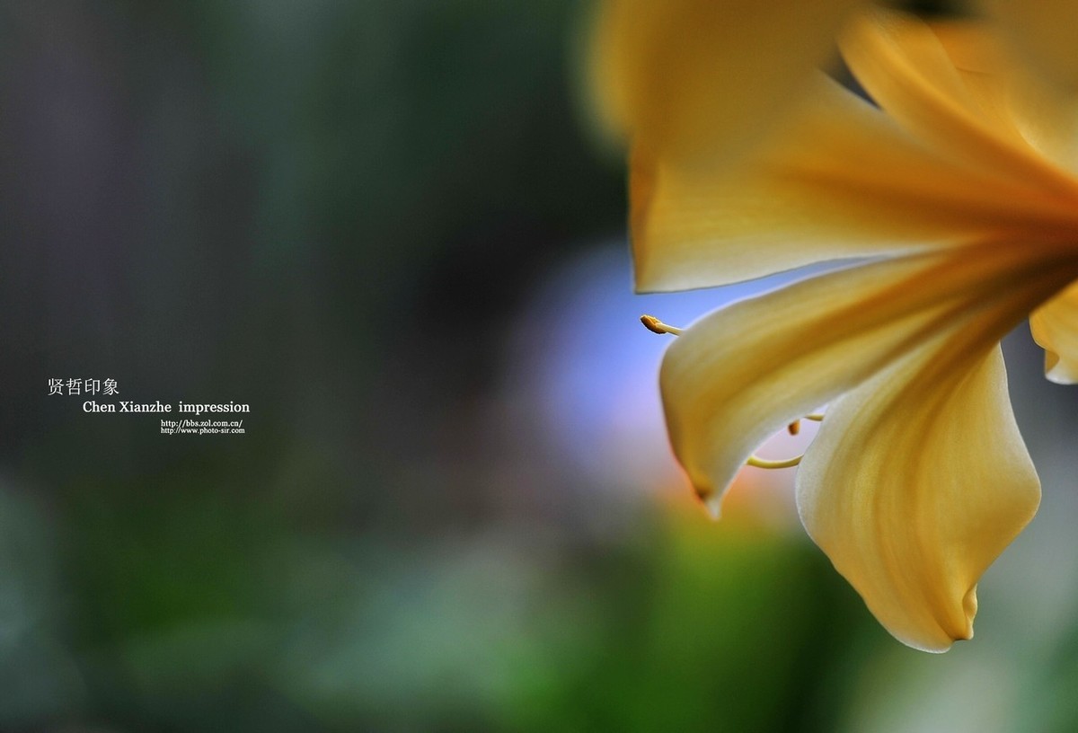 ----【 火 红 的 正 月 】----