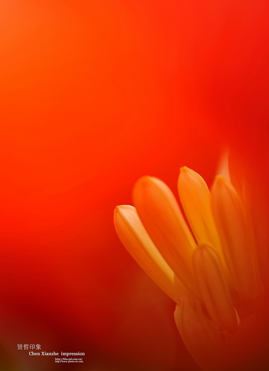 ----【 火 红 的 正 月 】----