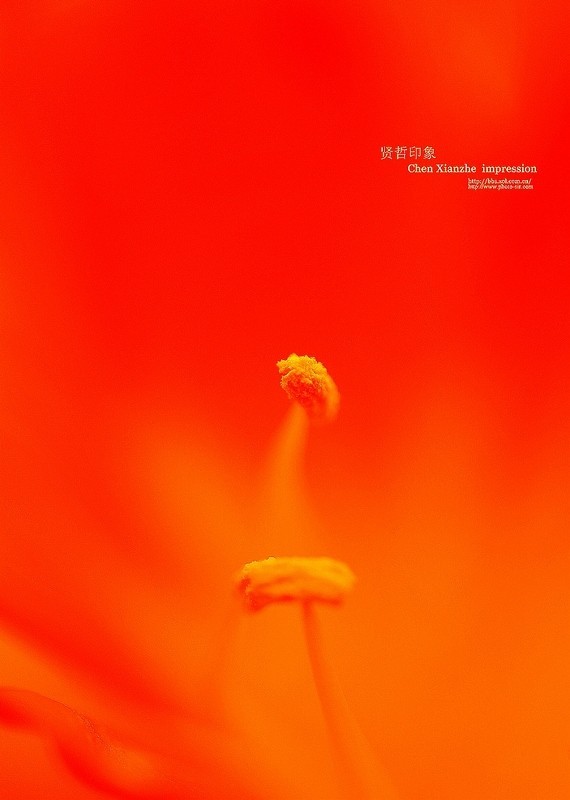 ----【 火 红 的 正 月 】----