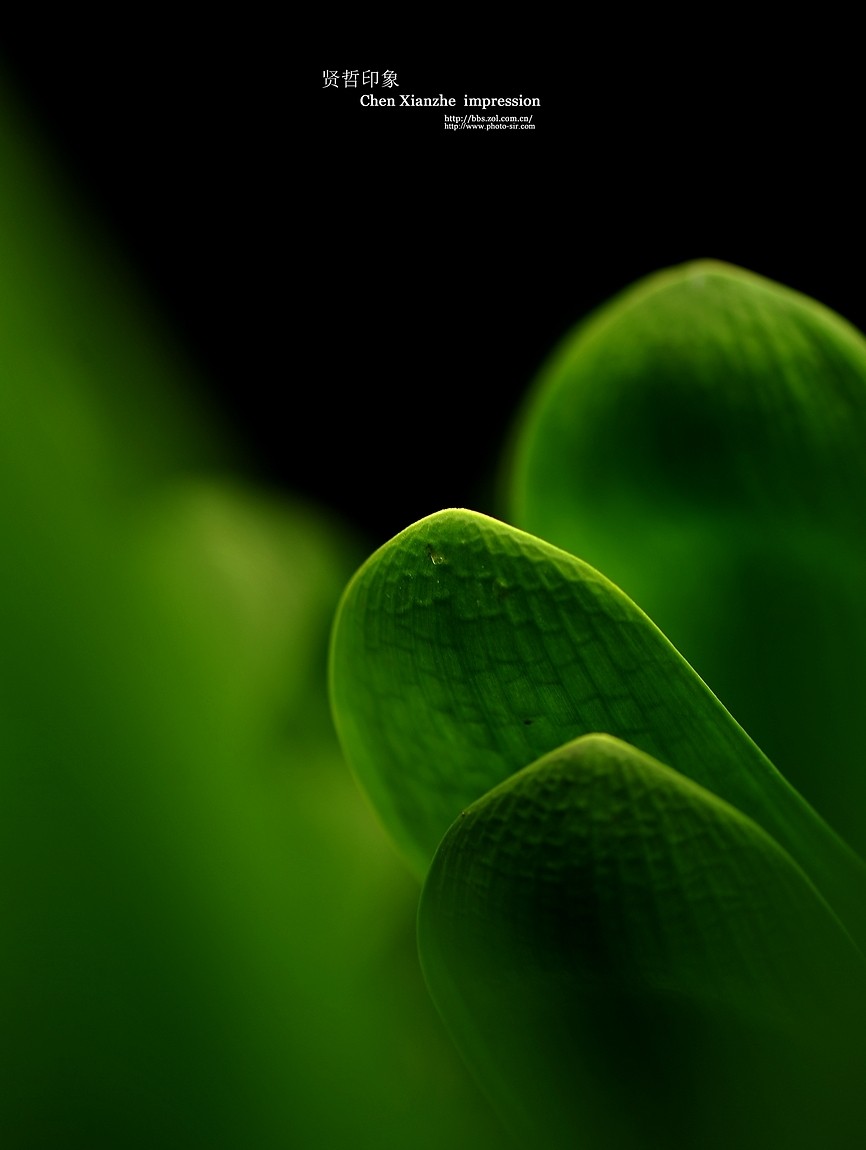 ----【 火 红 的 正 月 】----