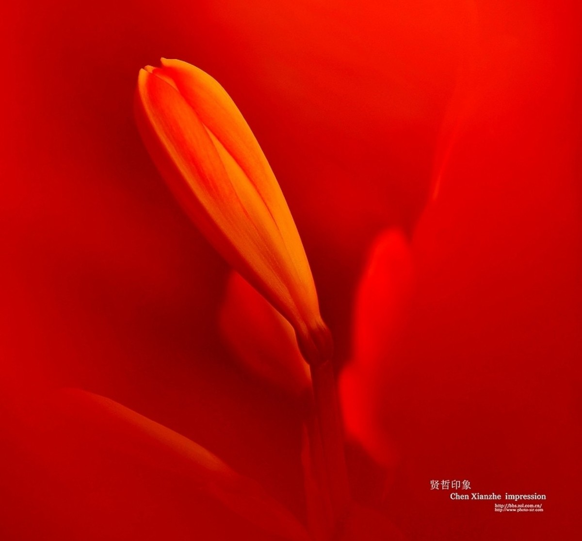 ----【 火 红 的 正 月 】----