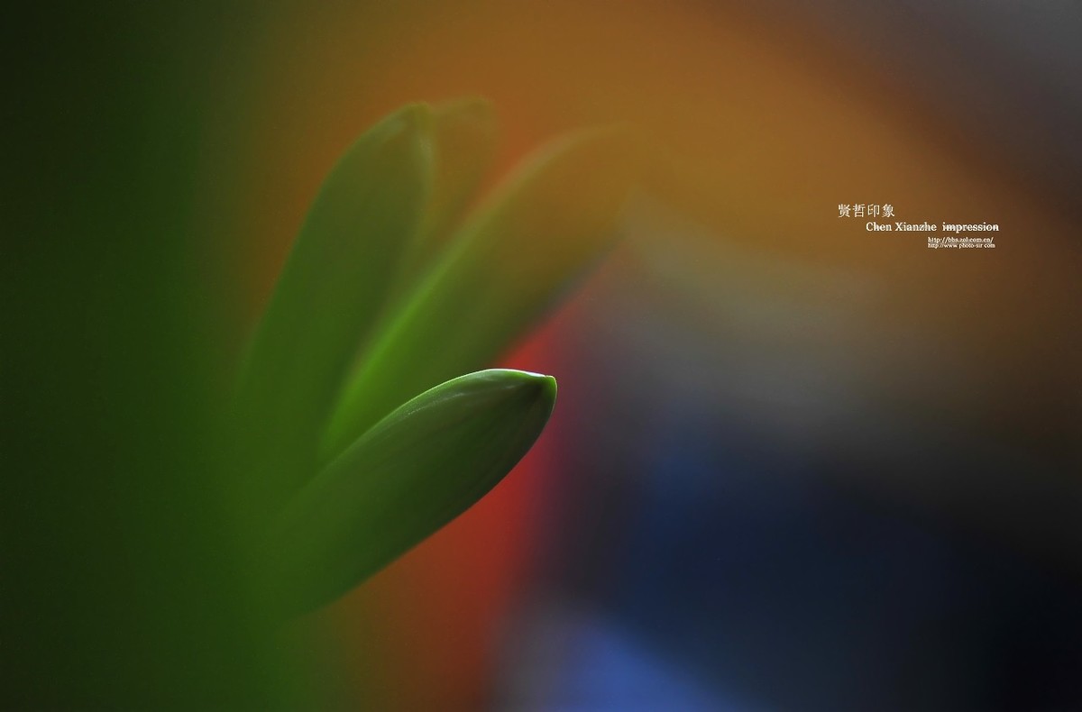 ----【 火 红 的 正 月 】----