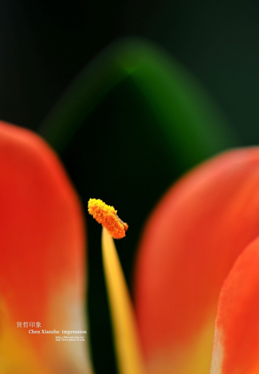 ----【 火 红 的 正 月 】----