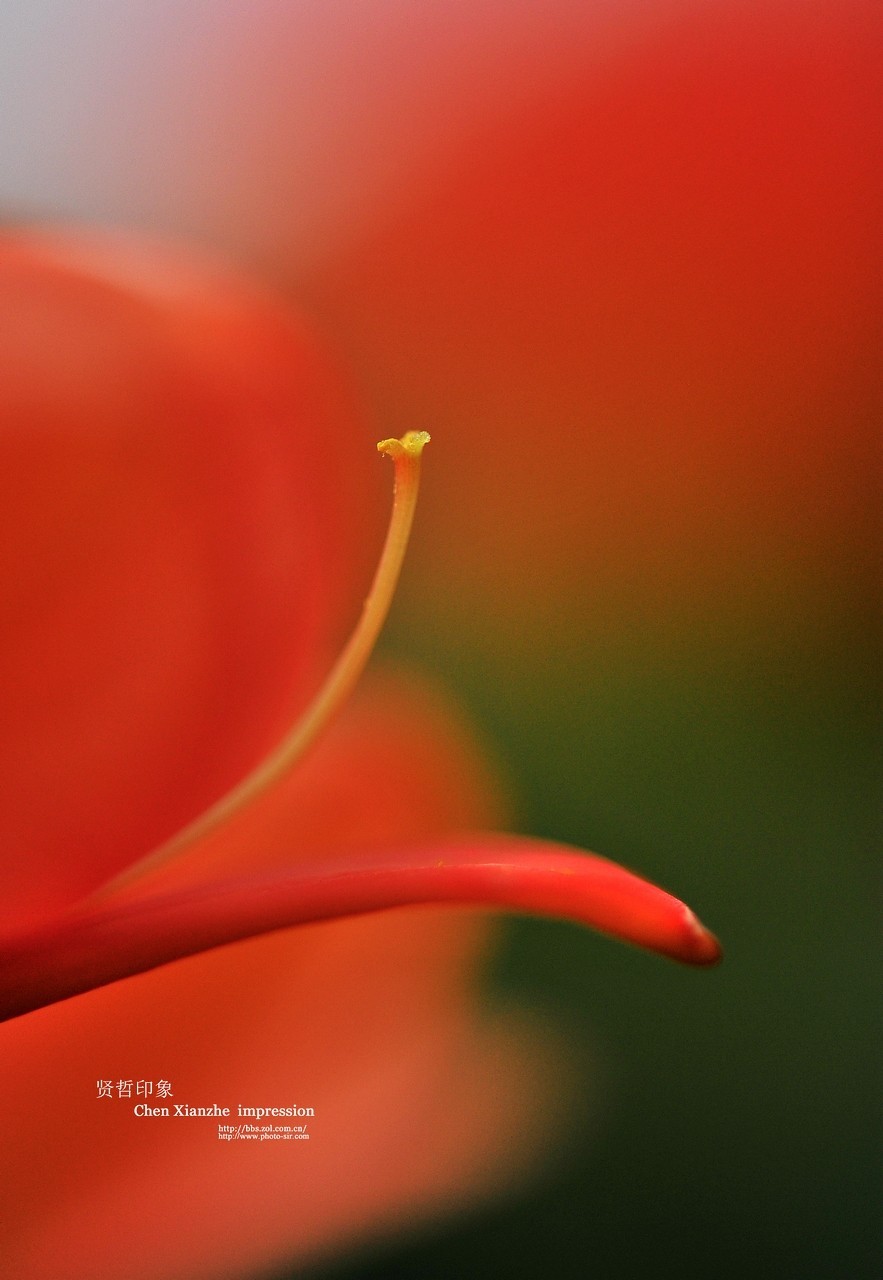 ----【 火 红 的 正 月 】----