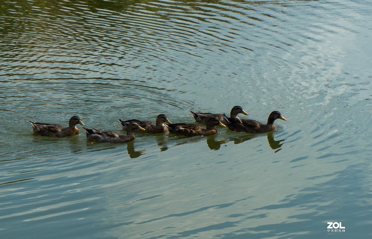 瞧这一家子（5）