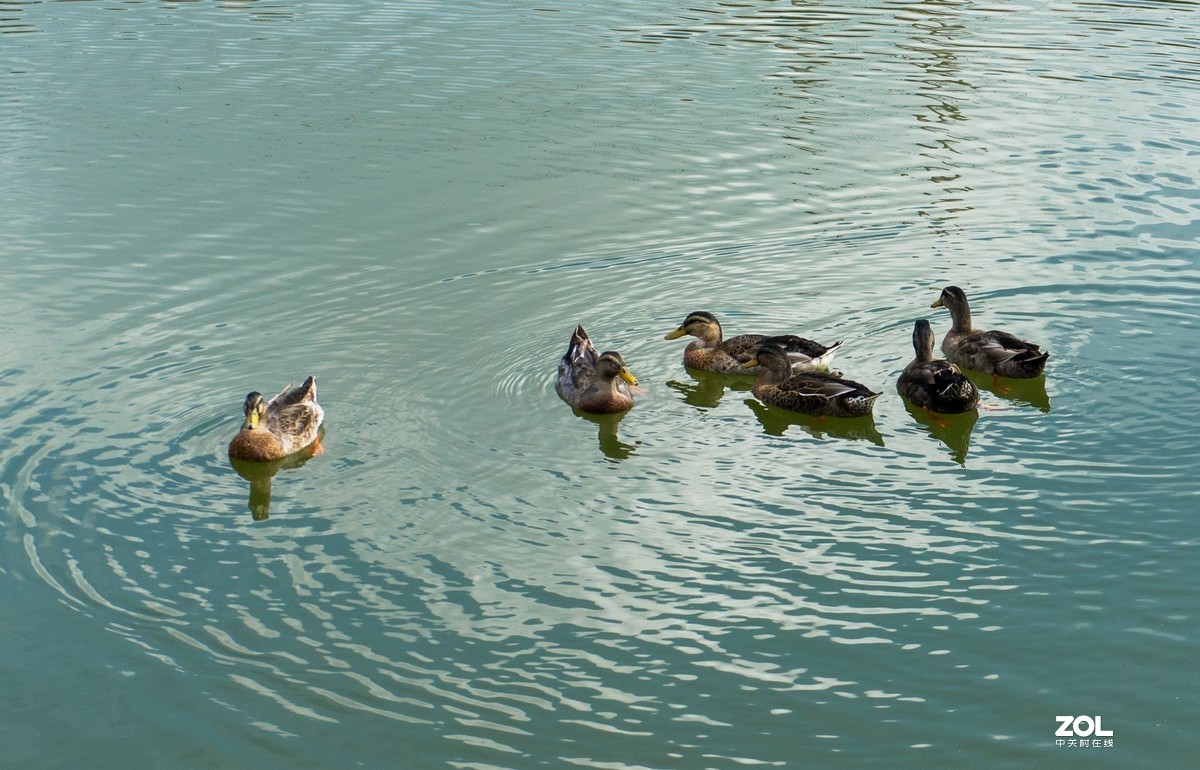 瞧这一家子（5）