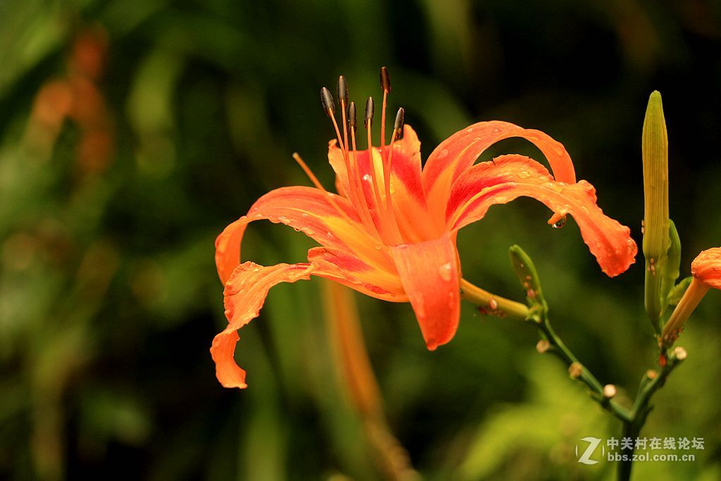 黄花菜