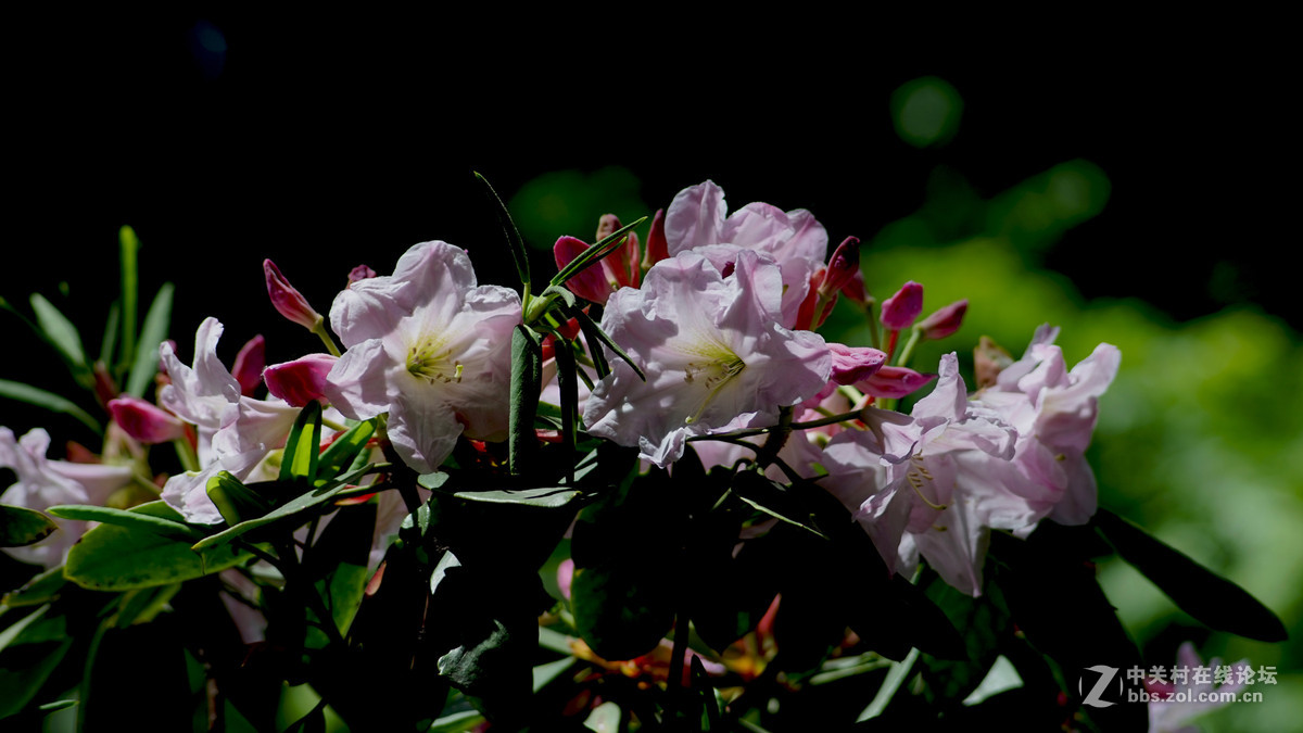 meyer 200/f4(一组杜鹃）