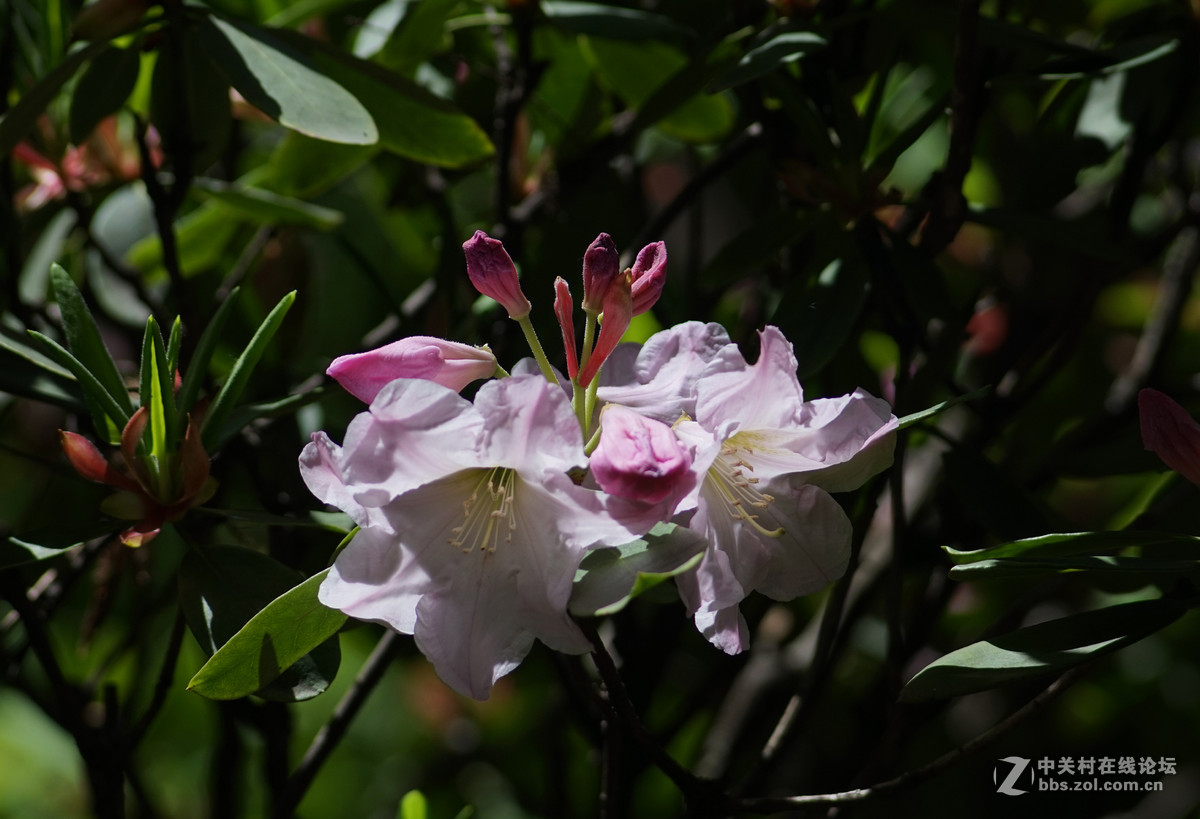 meyer 200/f4(一组杜鹃）