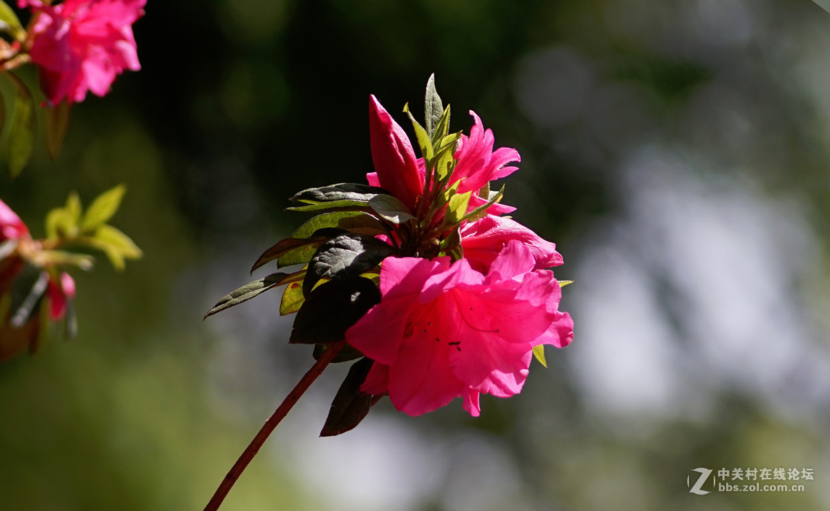 meyer 200/f4(一组杜鹃）