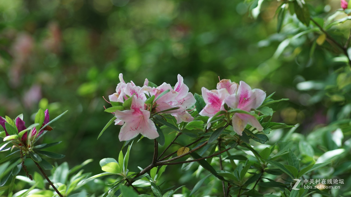 meyer 200/f4(一组杜鹃）