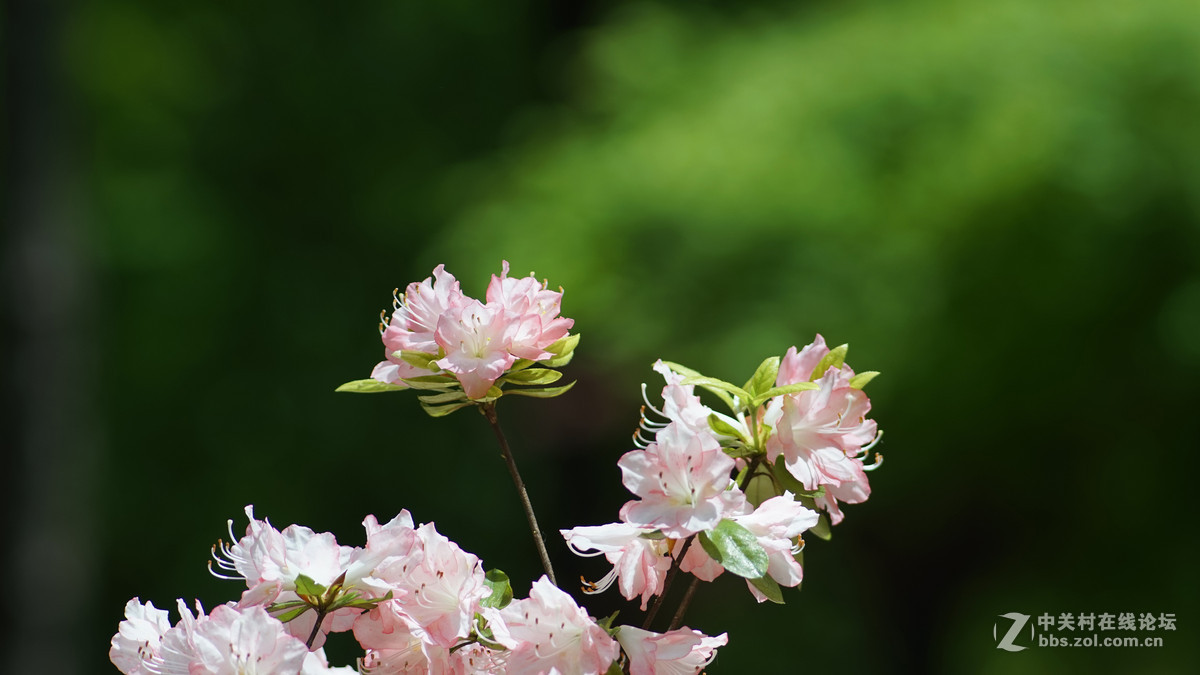 meyer 200/f4(一组杜鹃）