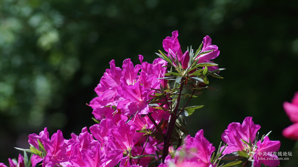 meyer 200/f4(一组杜鹃）