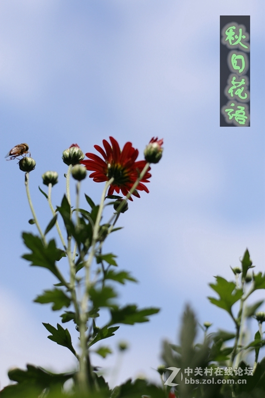 秋日花语---菊花